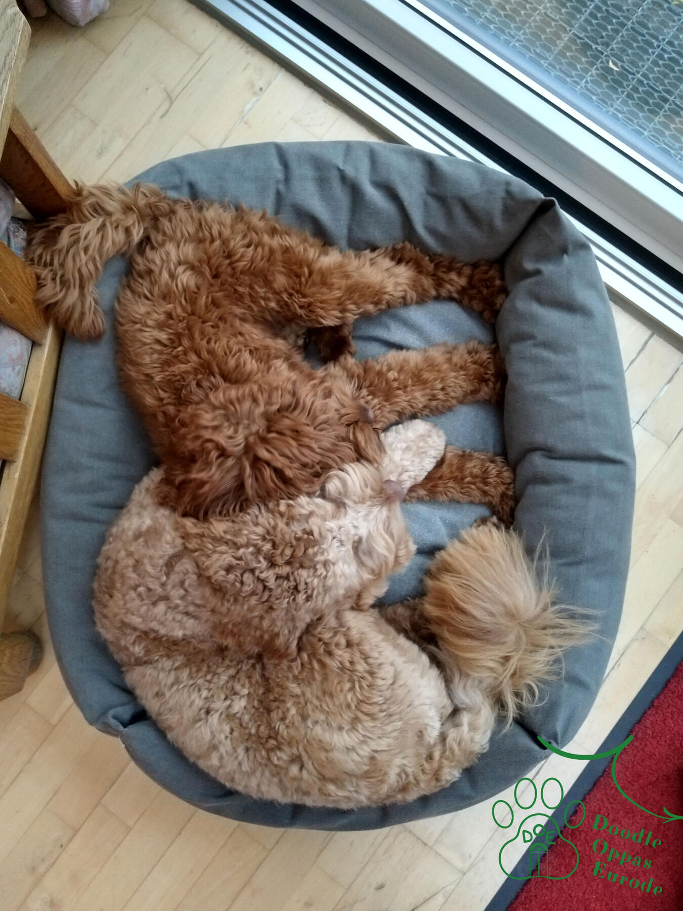 Locke and her sister Pip relaxed