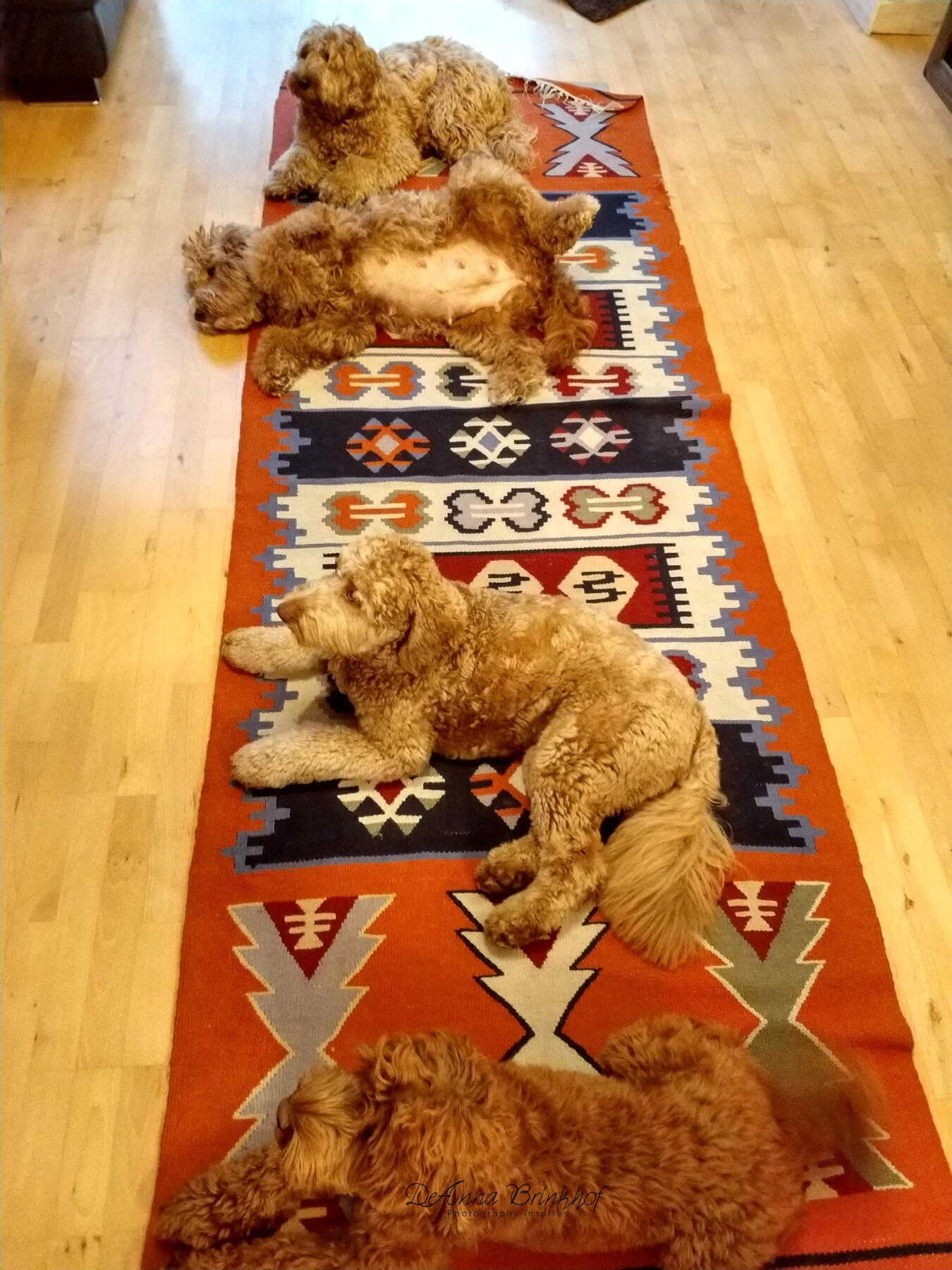 enough place in the house, but rather cozy together on the carpet