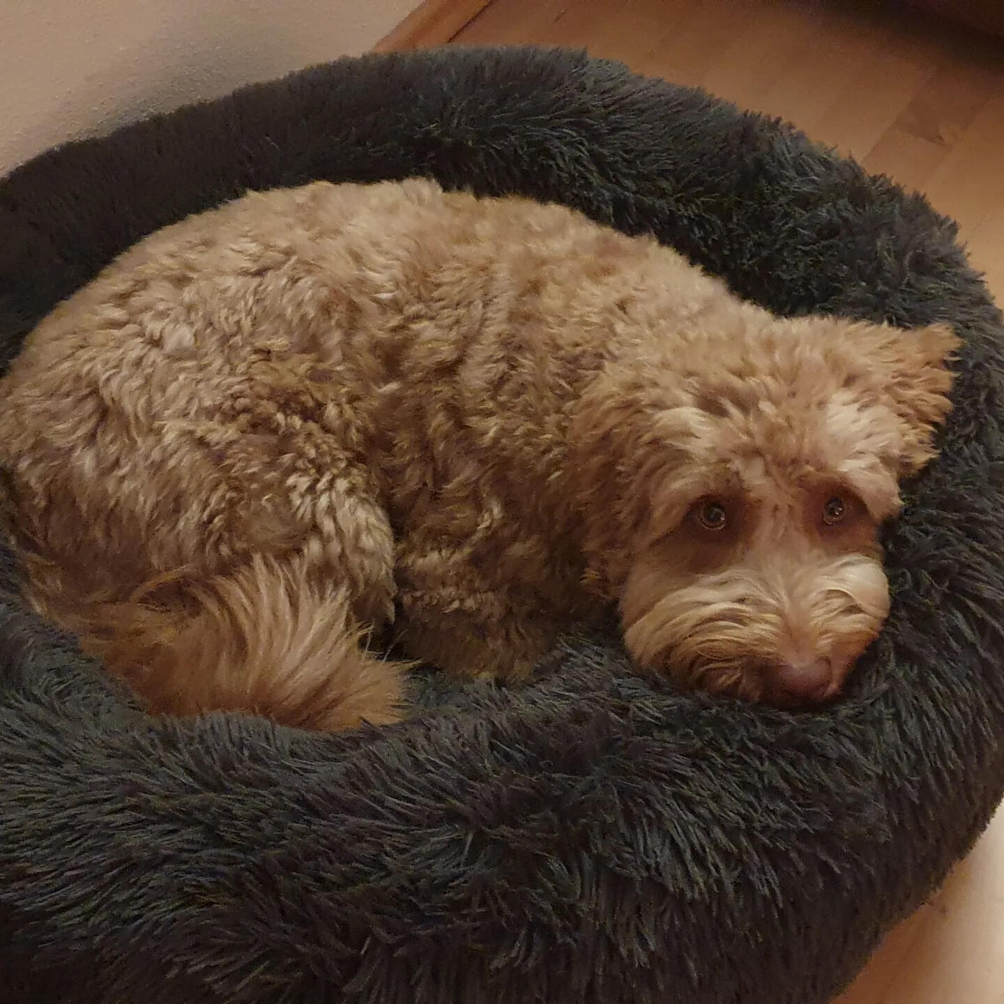 Puck loves te relax in the DOE donut