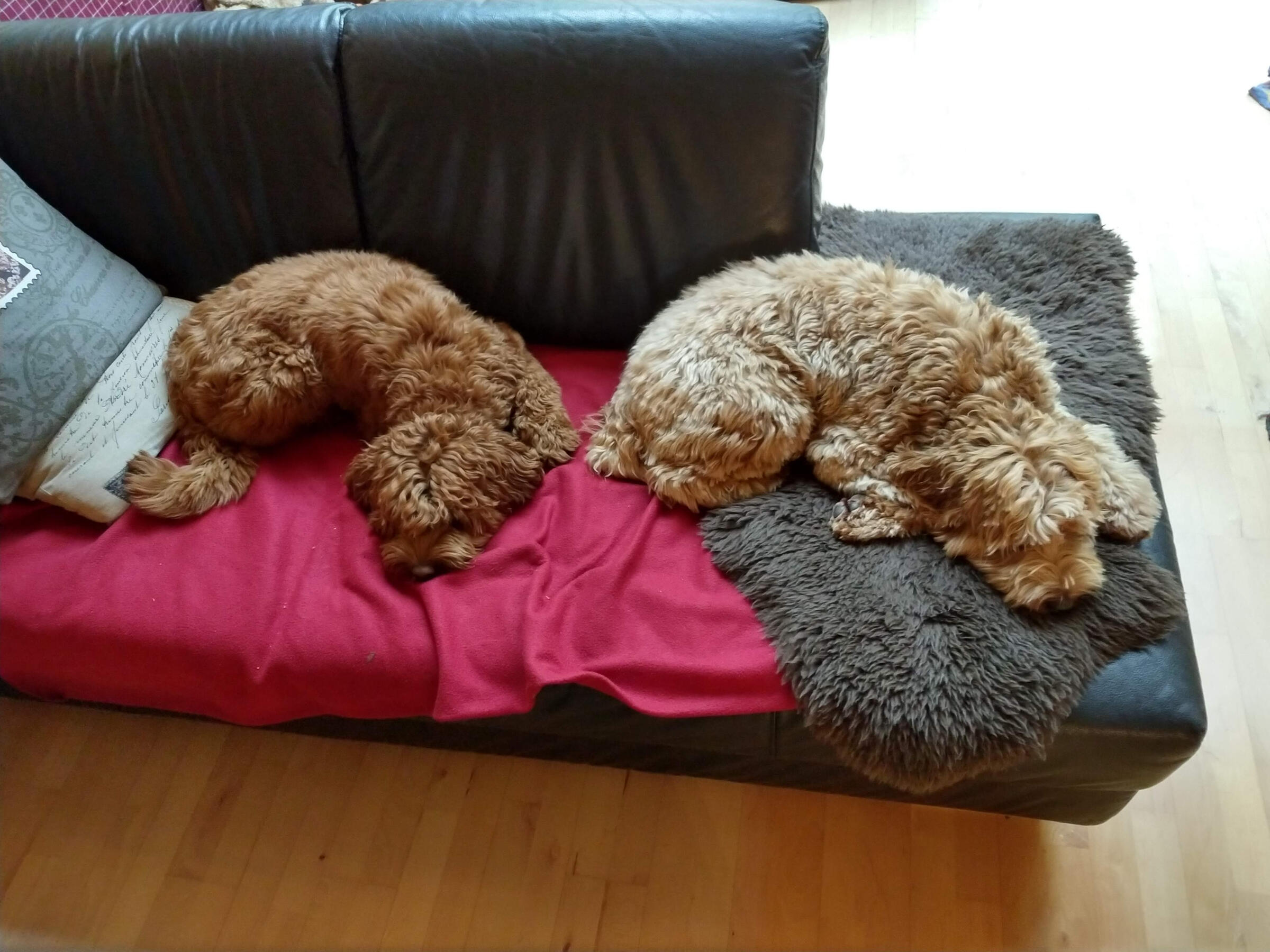 Pip and sis Locke together on the couch