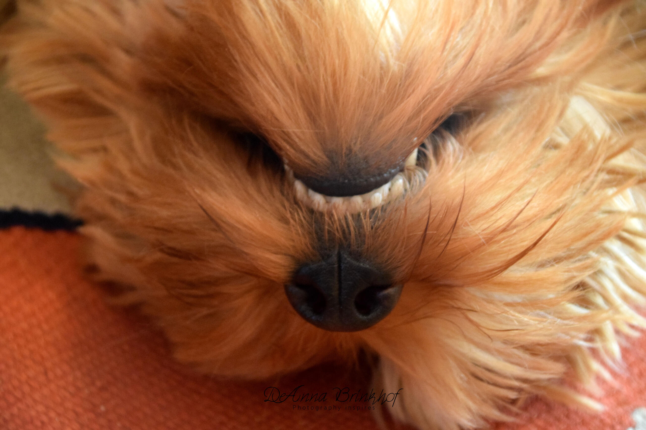 Pip upsidedown