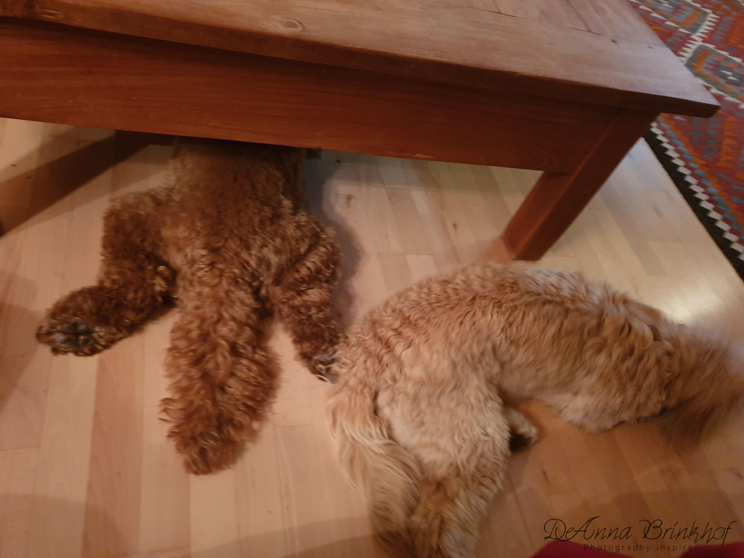 Elsa loves to sleep under the table
