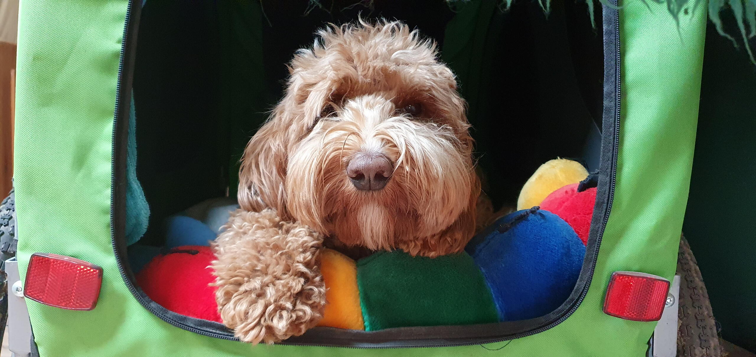 Saartje prefers the DOE doggy-car to get her relaxation