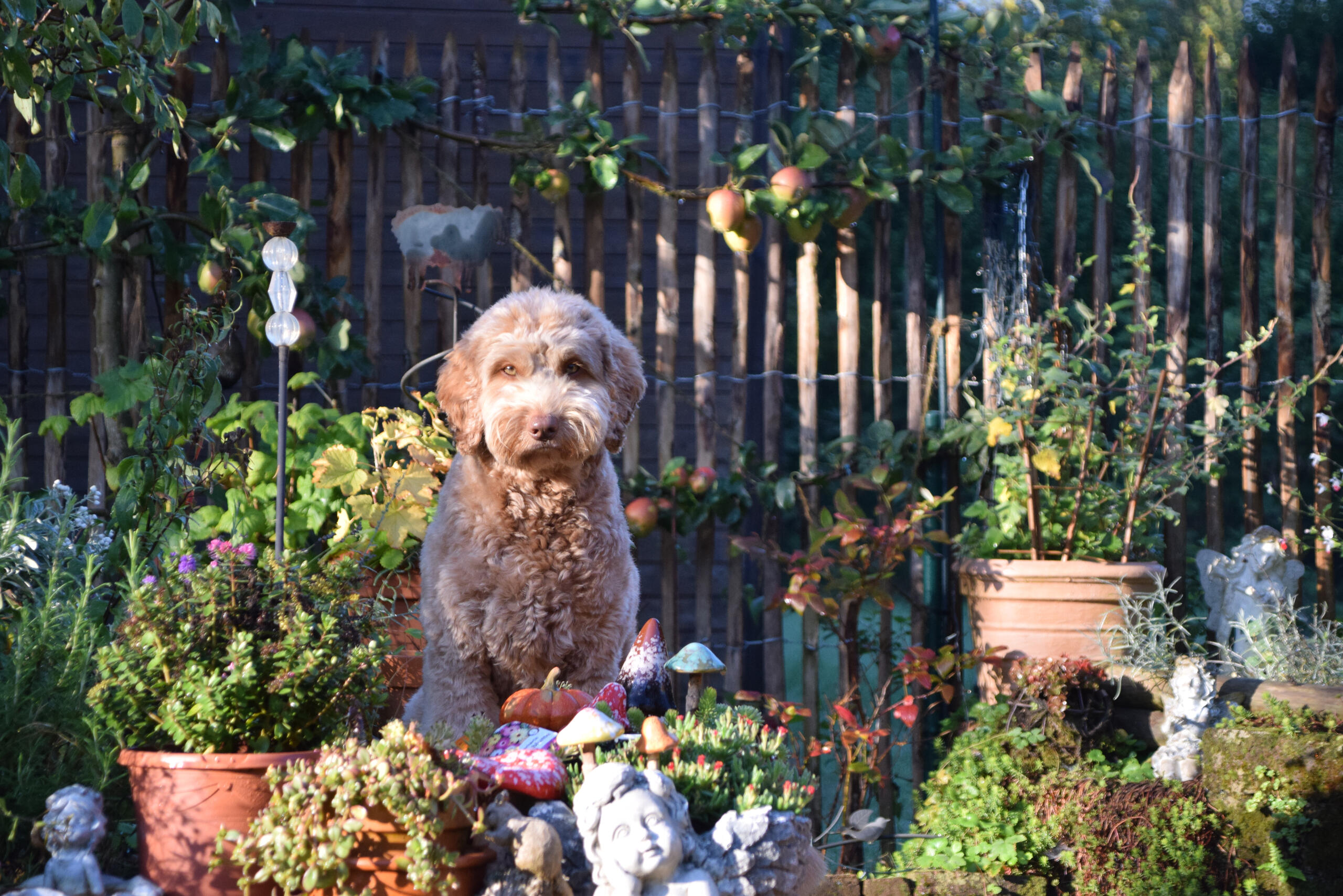 Doedelgast Puck in autumn