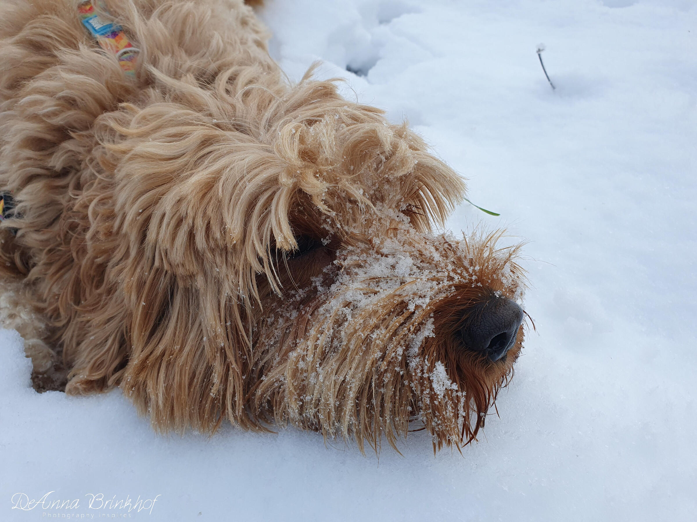 Locke relaxed in the snow