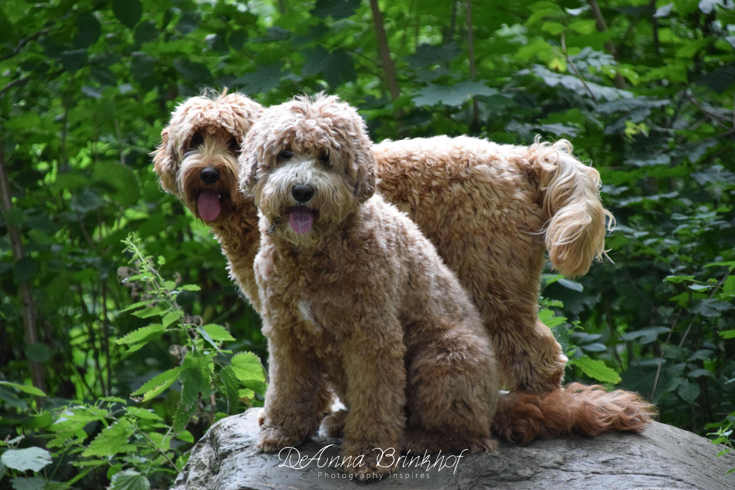 Locke&Milou