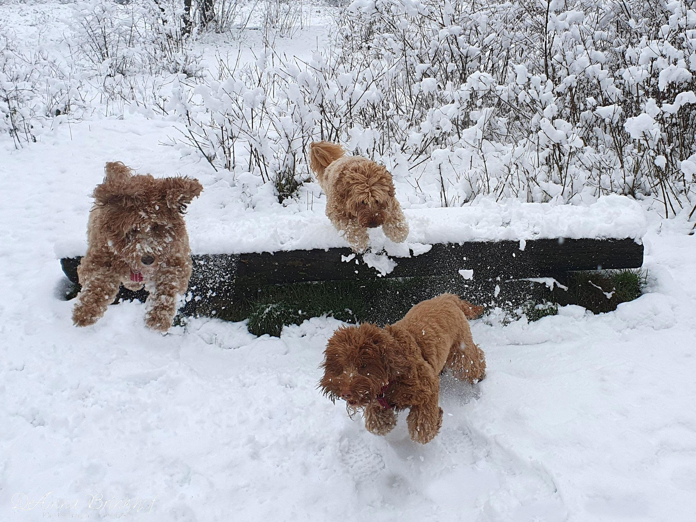 playing in the snow
