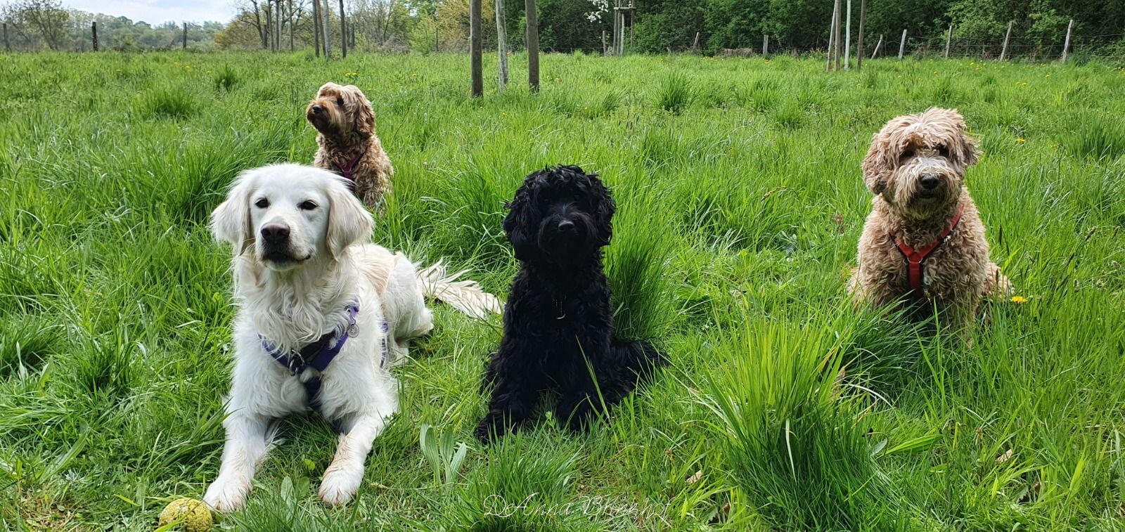 Snuufeldag from Louna (black) and meeting our best Friend Elara (White)in the Wurmtal