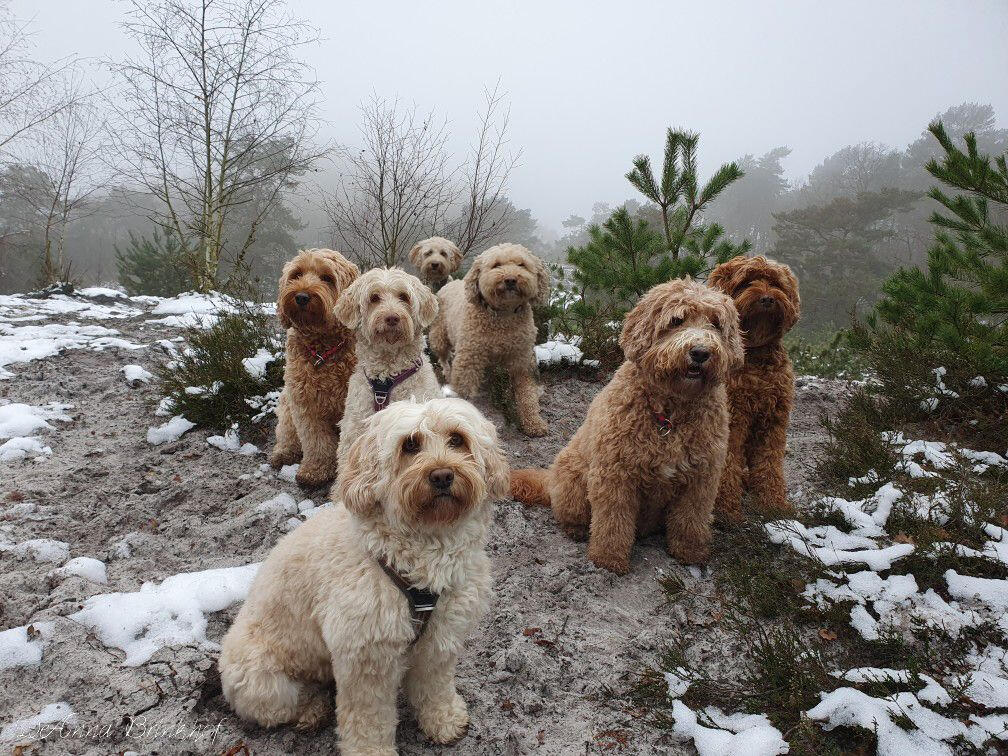 Almost all in the familie at the Brunssummerheide
