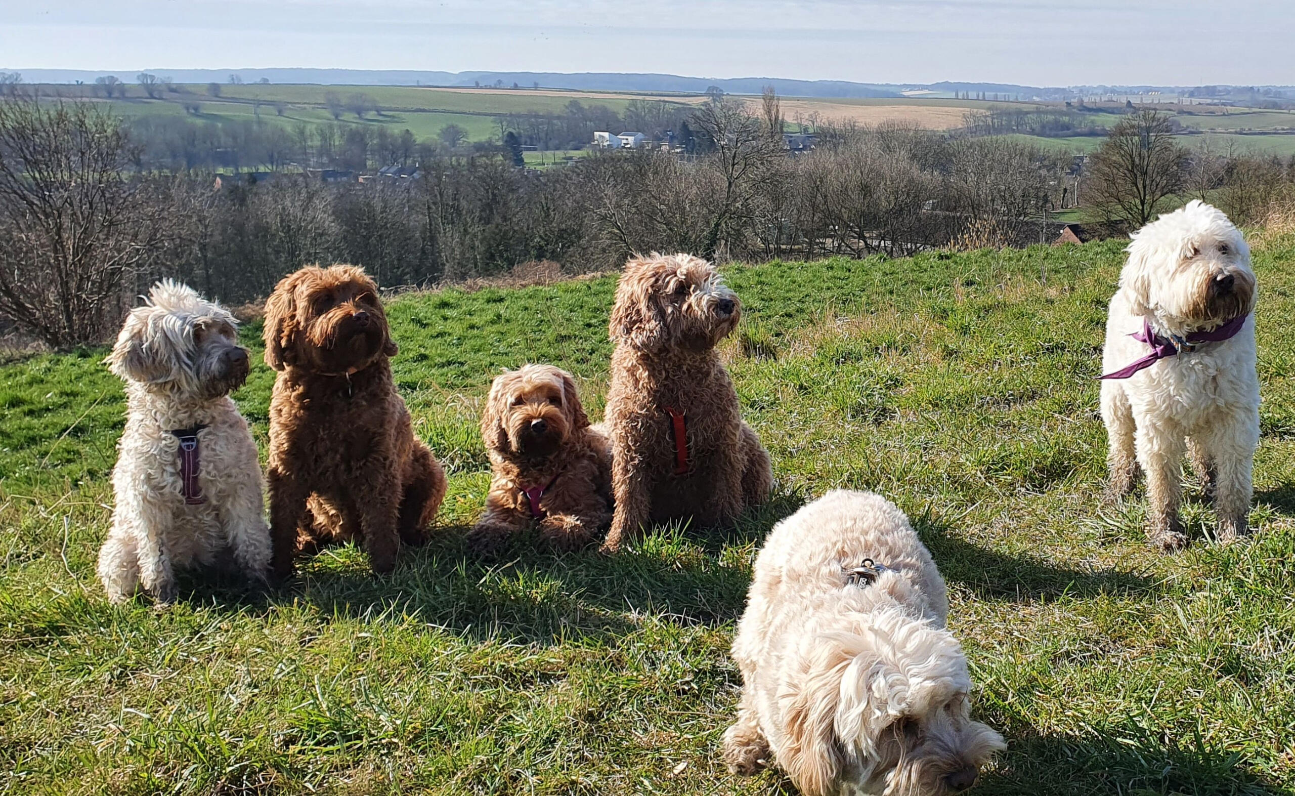 With some pals on tour in the hills /Limburgse heuvelland
