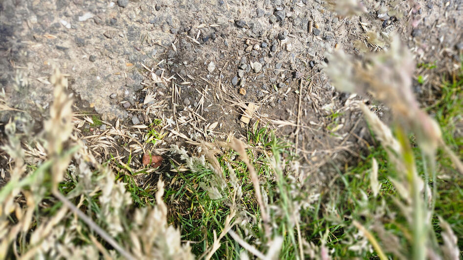 Aren liggen los over de grond