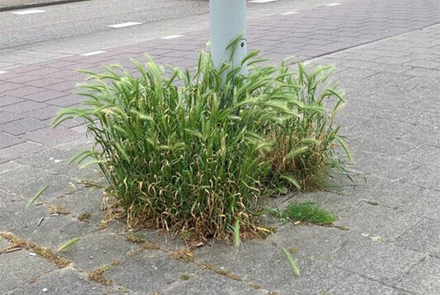 nog groen, langs de lantaarnpaal
